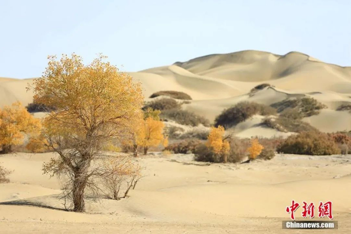 沙漠胡杨。 焦银辉摄