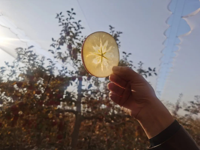 阿克苏苹果的冰糖心。王拓摄