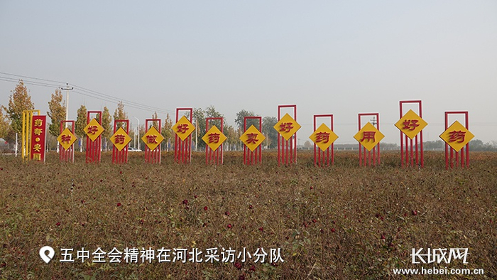 安国以数字技术赋能传统中药材产业发展。长城网记者 信贺宁 摄