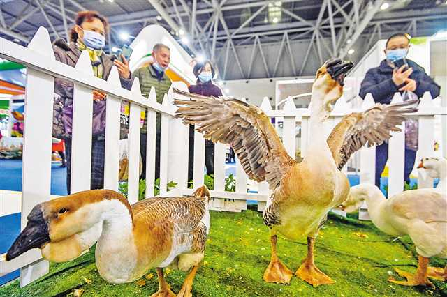图1：11月28日，农交会汕头馆展出的狮头鹅引来不少市民拍照。记者 龙帆 摄/视觉重庆