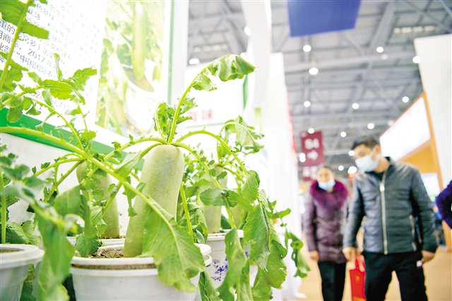 图4：农交会津农精品展区，果味沙窝萝卜吸引市民驻足。记者 谢智强 摄/视觉重庆