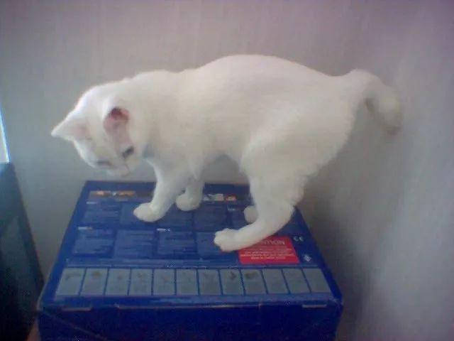 马恩岛上的猫咪失去了尾巴，却受到了千万人的追捧_手机新浪网