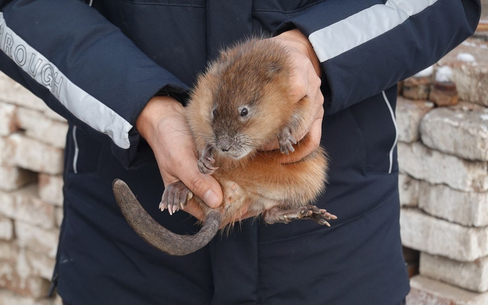 麝香鼠。新京报记者 王巍 摄