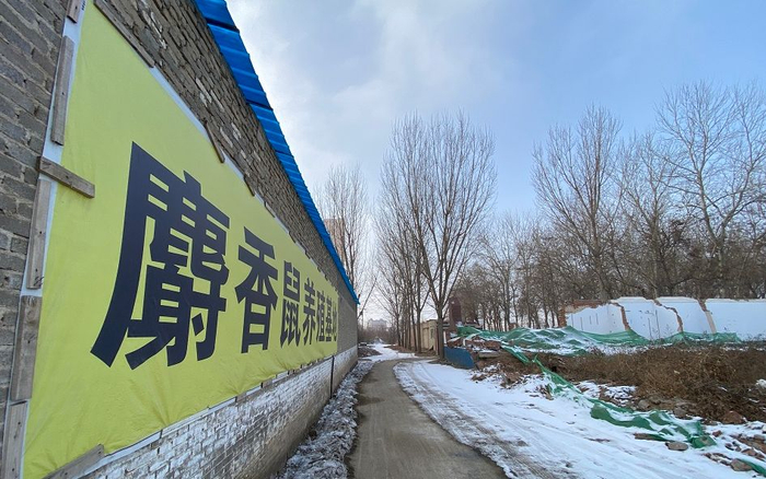 麝香鼠养殖基地。新京报记者 王巍 摄