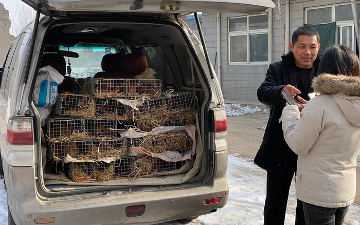 前来买麝香鼠的刘临平。新京报记者 王巍 摄