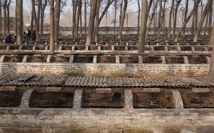 麝香鼠养殖基地。新京报记者 王巍 摄