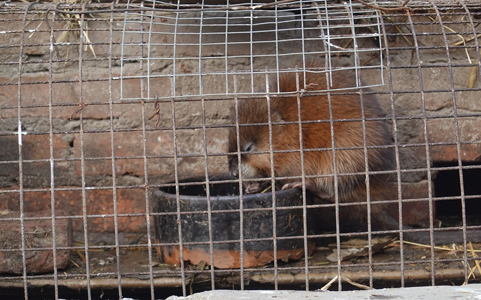 麝香鼠居住的窝。新京报记者 王巍 摄