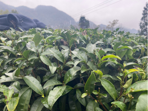 冬管中的茶树。 张婧妍 摄
