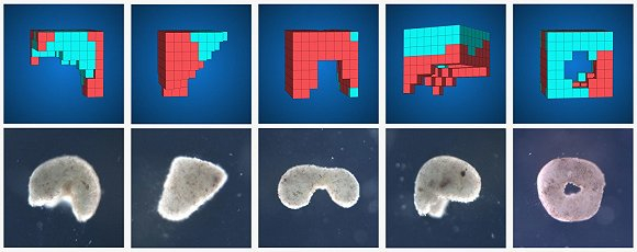  计算机模型（上）和活体机器人（下）来源：Douglas Blackiston