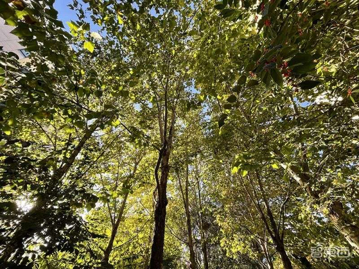 ▲超广角细节更为丰富（本画面等效14mm焦距）