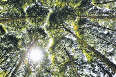 湖南金洞楠木林基地 陈跃陆摄