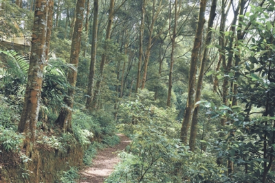 中国林科院热林中心定向培育的红锥大径材