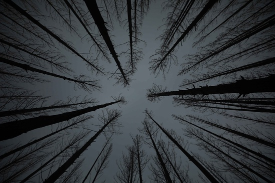 1月12日在距澳大利亚首都堪培拉一个多小时车程的温杰洛村附近拍摄的林火过后的景象。储晨/摄（新华社发）