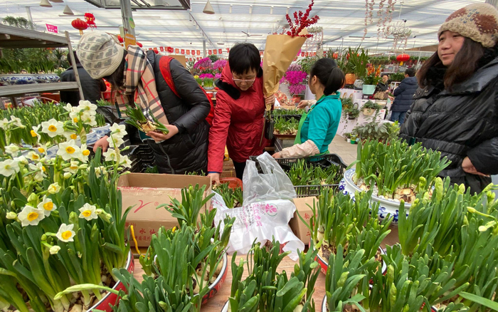 水仙也是北京市场比较受欢迎的年宵花。新京报记者 王巍 摄