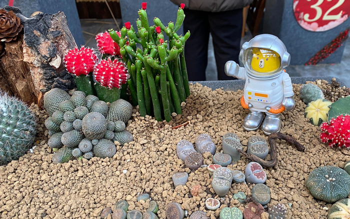 多肉是近年来市场上的新宠。新京报记者 王巍 摄