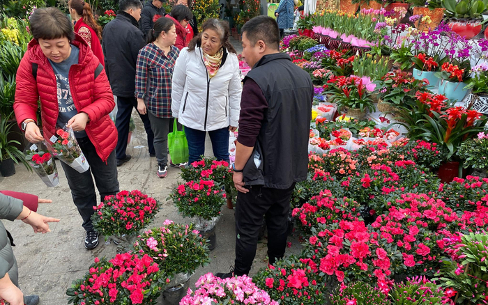 盆栽花卉在北京市场比较受欢迎。新京报记者 王巍 摄
