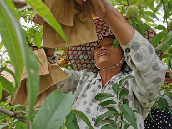 （白水洞村的黄桃基地，村民们在家门口就业。）