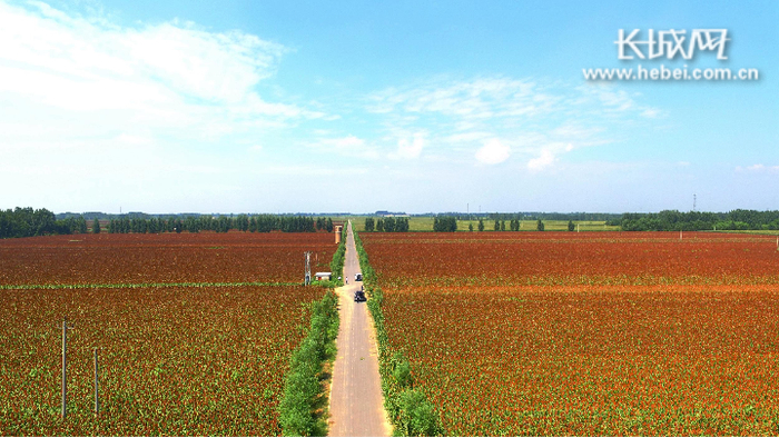 阜城县优质高粱种植产业扶贫项目。衡水市扶贫开发办公室 供图