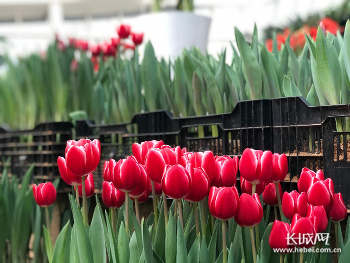 石家庄市植物园新春花展将正式亮相。 
