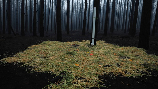 1月12日，在距澳大利亚首都堪培拉一个多小时车程的温杰洛村附近，消防员在过火后的森林中为动物们准备了食物和水。储晨/摄（新华社发）