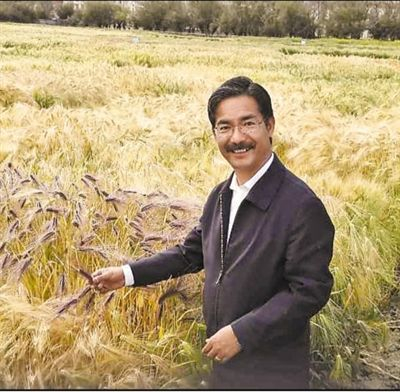 尼玛扎西在试验田内观察青稞长势。 　　资料照片