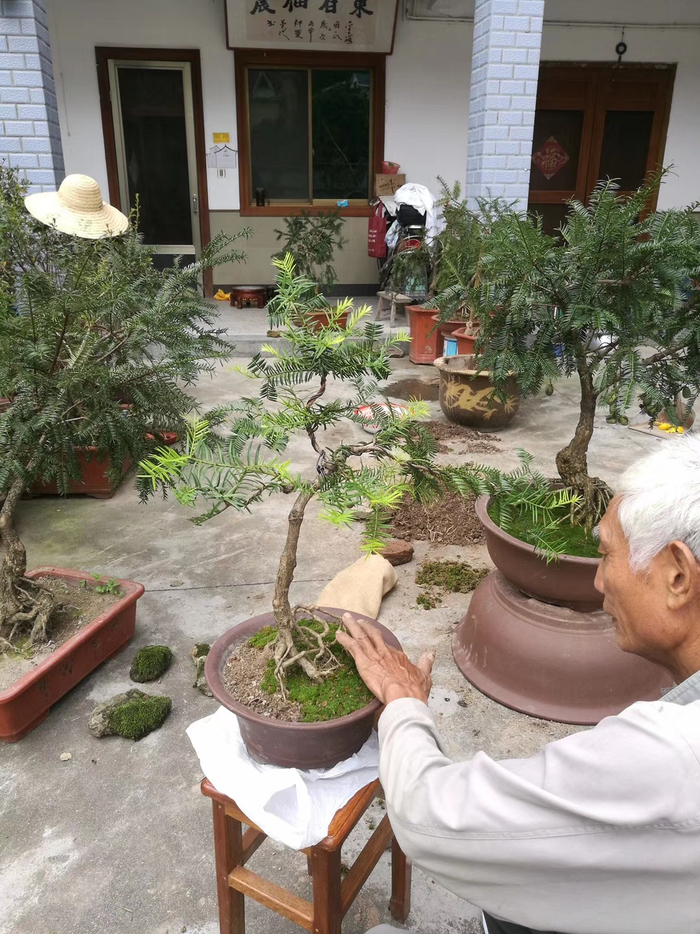 村里的老人正在制作香榧盆景。受访者供图