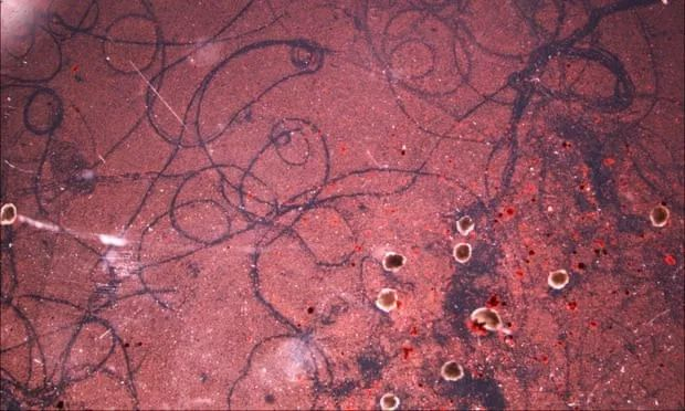 图 | 生物细胞机器人的移动轨迹。（来源：佛蒙特大学）