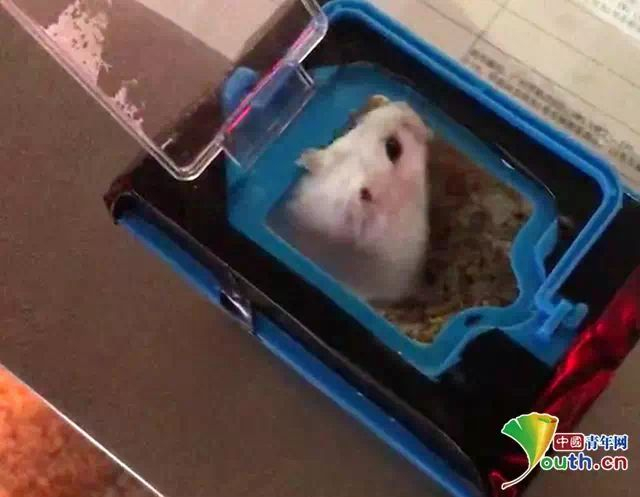图为大学生过安检时所带的仓鼠。受访者供图