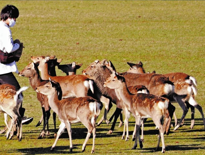 小鹿不会因为吃不到“鹿仙贝”而挨饿（读卖新闻）