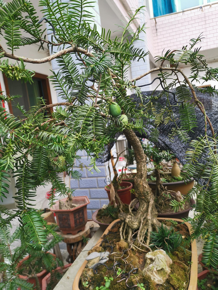 挂着香榧果的盆景。受访者供图