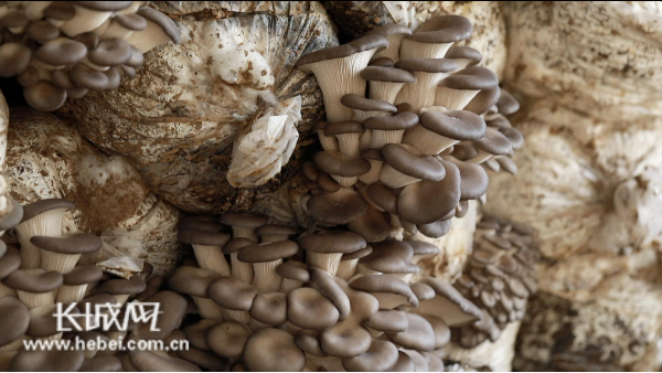秀珍菇。记者 刘飞 摄