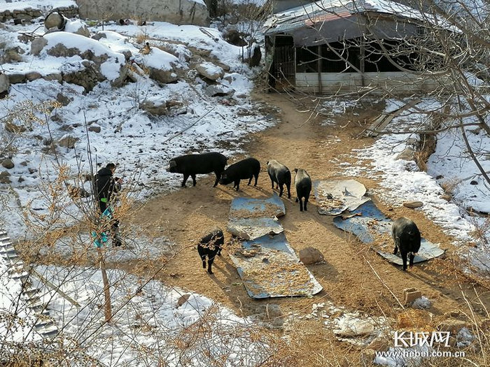 　　孙振泽在远探自己的黑猪。长城新媒体记者 万前进 摄