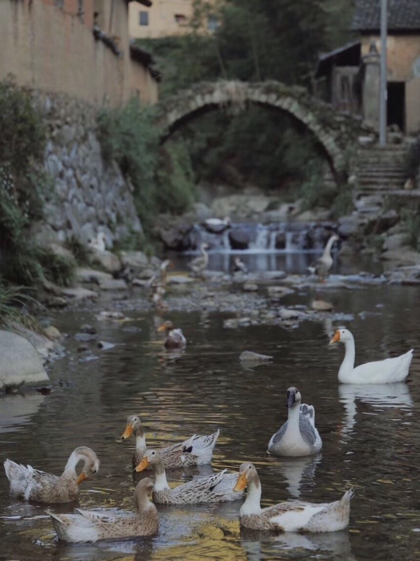 松庄村的古桥、溪水和野鸭