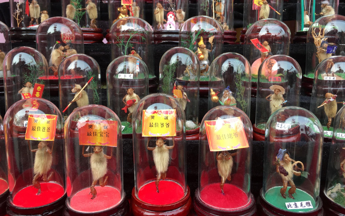 由中药药材和知了制作而成的“非遗”毛猴。新京报记者 曹晶瑞摄