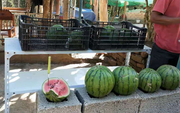 这里的西瓜皮薄肉脆。受访者供图 