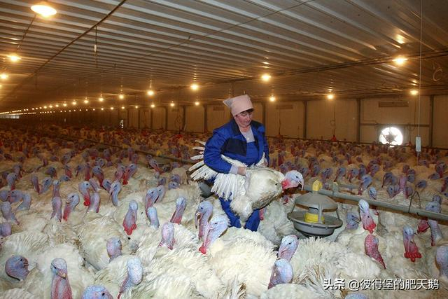 俄罗斯农场里大规模饲养的火鸡，图片来源：俄新社