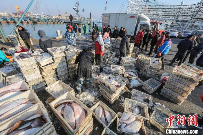 荣成渔港码头一片热闹景象。　李信君　摄