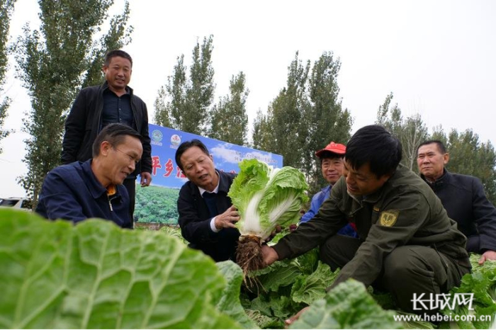 天津铸源公司工作人员到平乡县节固乡豆庄村滏河贡白菜种植基地订购白菜。通讯员 李国军 摄