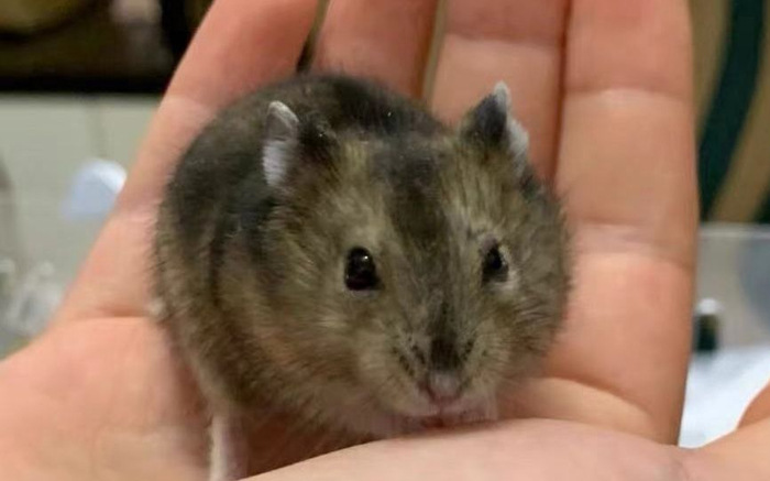 宠物鼠。受访者供图