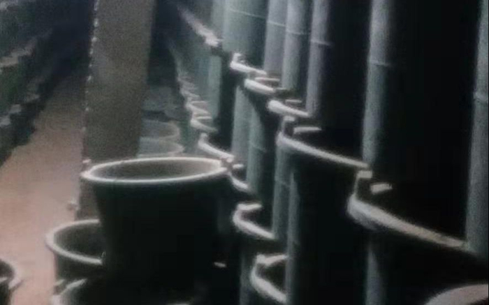 成桶养殖的小鼠鼠。受访者供图