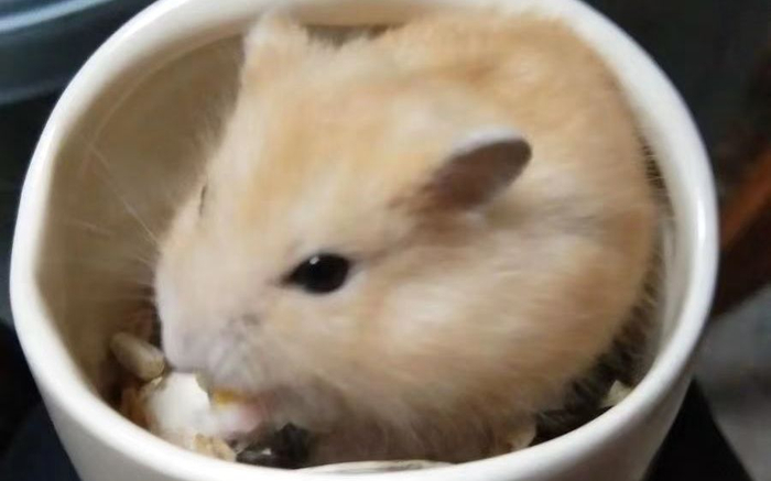 萌萌哒宠物鼠。受访者供图