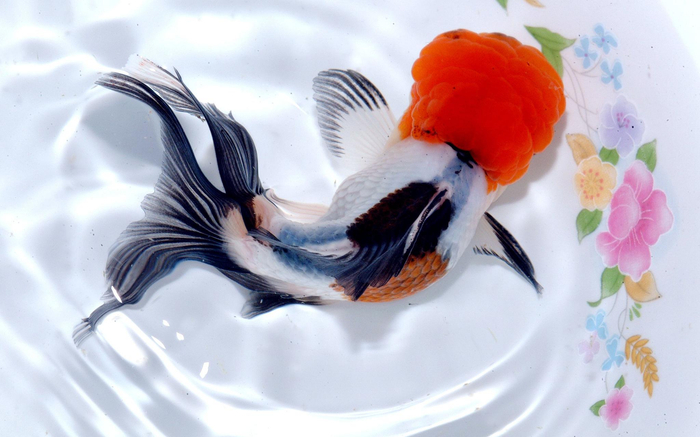 狮头金鱼。受访者供图