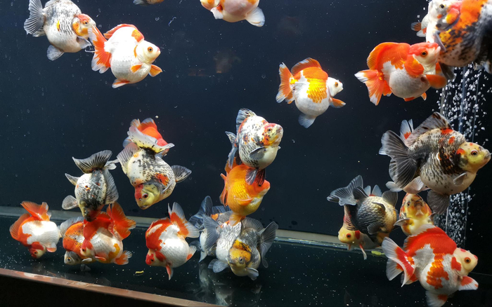 水族箱展示的金鱼。受访者供图