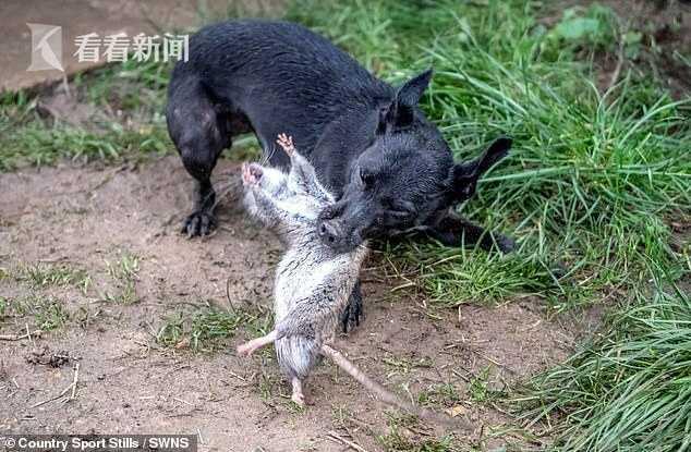 养猪场闹鼠患 8条小猎犬7小时咬死700只老鼠 捕鼠队：比灭鼠药人道