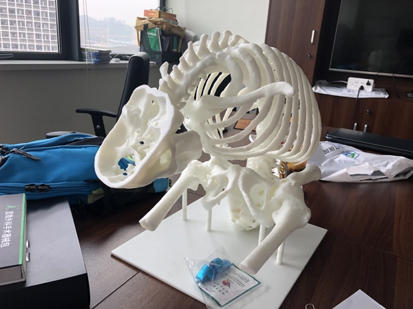 深圳大学总医院脊柱骨科办公桌上摆放的李华骨骼的3D打印模型。