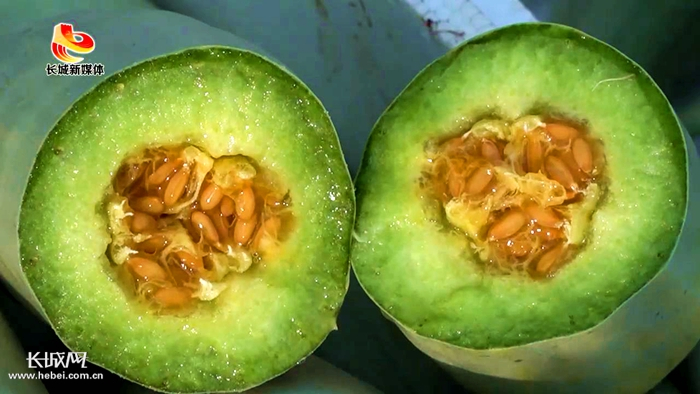 区域品牌农产品 青县羊角脆供不应求。本网资料片