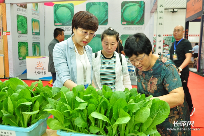 高端蔬菜种苗受到青睐。 本网资料片