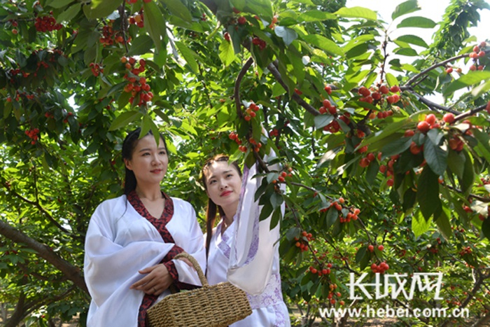 游客在望都县民得富樱桃园采摘樱桃。 资料图片