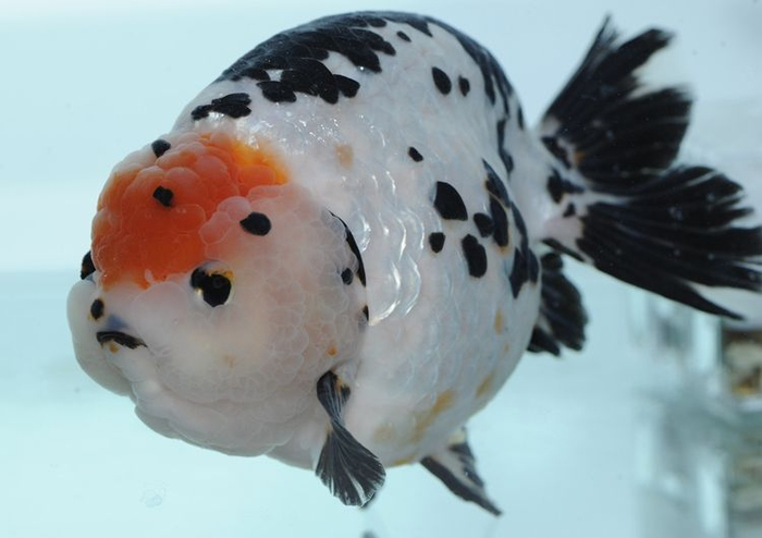 兰寿金鱼。受访者供图