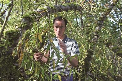 龙陵石斛茁壮生长在“网”中